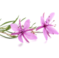 Epilobium - намалява възпалението и поддържа пикочната система