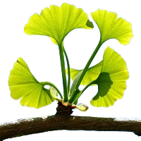 Ginkgo biloba - подобрява кръвообращението и поддържа простатата